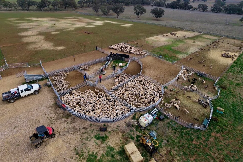 Pandangan ladang ternakan di 1622 Davys Plains Rd, Cargo, New South Wales dari udara. Lebih 1,100 kambing biri-biri diuruskan oleh pembekal dan pengendali khidmat korban Aliyah Rizq Holdings untuk dieksport ke Singapura.
