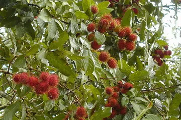 TERCEKIK RAMBUTAN: Mangsa, Nur Iman Fitriah Muhamad Nizam meninggal dunia akibat salur pernafasan tersumbat.