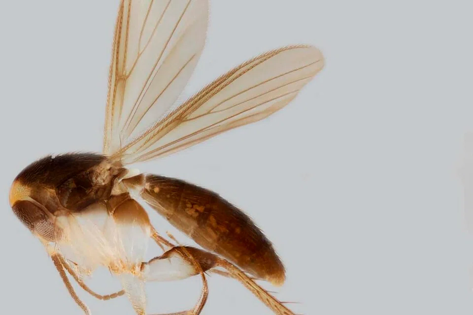 Spesies agas Aspidionia janetjesudasonae, dinamakan sempena atlet wanita Singapura, Janet Jesudason.