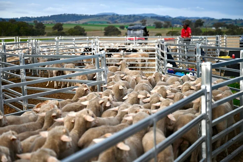 Gembala kambing akan membawa masuk kambing biri-biri masuk secara berkumpulan ke kandang saiz berbeza-beza untuk dikira dan juga untuk memeriksa keadaan fizikal mereka.