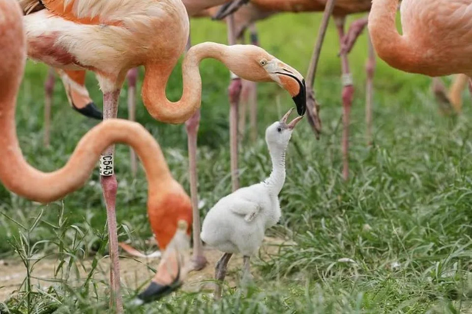 Menurut Mandai Wildlife Group, empat taman hidupan liar utama meraikan 970 kelahiran dan anak menetas merentasi 128 spesies pada 2023.