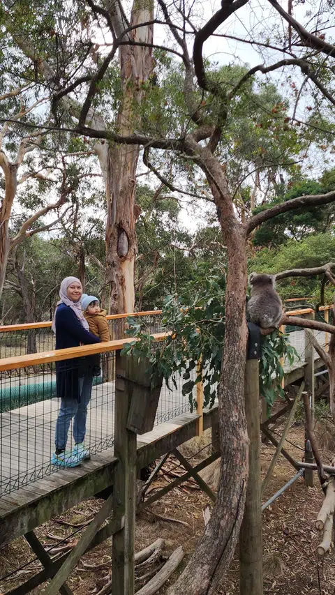 Penulis, Cik Nur Humaira Sajat dan anaknya bersiar-siar di Koala Conservation Reserve untuk mencari koala yang hidup dalam habitat semula jadi.