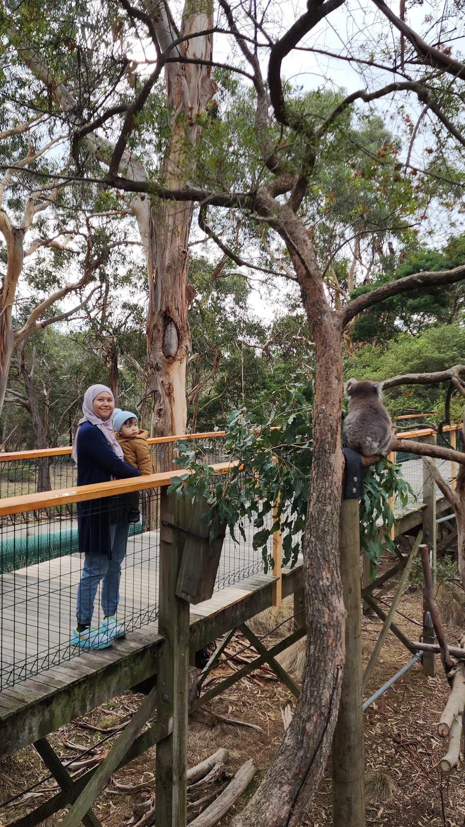 Penulis, Cik Nur Humaira Sajat dan anaknya bersiar-siar di Koala Conservation Reserve untuk mencari koala yang hidup dalam habitat semula jadi.