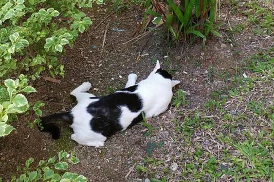 TERBIAR: Seekor kucing ditemui mati di kawasan rumput berhampiran kolong sebuah blok di Yishun. - Foto YISHUN 326 TABBY CAT