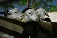  Kambing biri-biri dan domba yang diimport dari Australia telah dihantar ke tiga masjid – Al-Istighfar, Omar Salmah dan Tentera Diraja – bagi ibadah korban 2026. Ia sebahagian daripada 1,100 ekor haiwan ternakan yang dibawa ke Singapura oleh pembekal dan pengendali haiwan korban, Aliyah Rizq Holdings. Ibadah korban akan dijalankan di empat masjid tahun ini sempena Hari Raya Aidiladha pada 27 Mei. Berita Harian (BH) menyaksikan ketibaan haiwan korban di Pusat Pengendalian Kargo Udara Changi (CAC) dan selanjutnya di Masjid Al-Istighfar pada sekitar 3 pagi, 26 Mei.