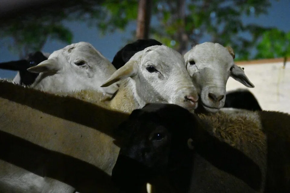  Kambing biri-biri dan domba yang diimport dari Australia telah dihantar ke tiga masjid – Al-Istighfar, Omar Salmah dan Tentera Diraja – bagi ibadah korban 2026. Ia sebahagian daripada 1,100 ekor haiwan ternakan yang dibawa ke Singapura oleh pembekal dan pengendali haiwan korban, Aliyah Rizq Holdings. Ibadah korban akan dijalankan di empat masjid tahun ini sempena Hari Raya Aidiladha pada 27 Mei. Berita Harian (BH) menyaksikan ketibaan haiwan korban di Pusat Pengendalian Kargo Udara Changi (CAC) dan selanjutnya di Masjid Al-Istighfar pada sekitar 3 pagi, 26 Mei.