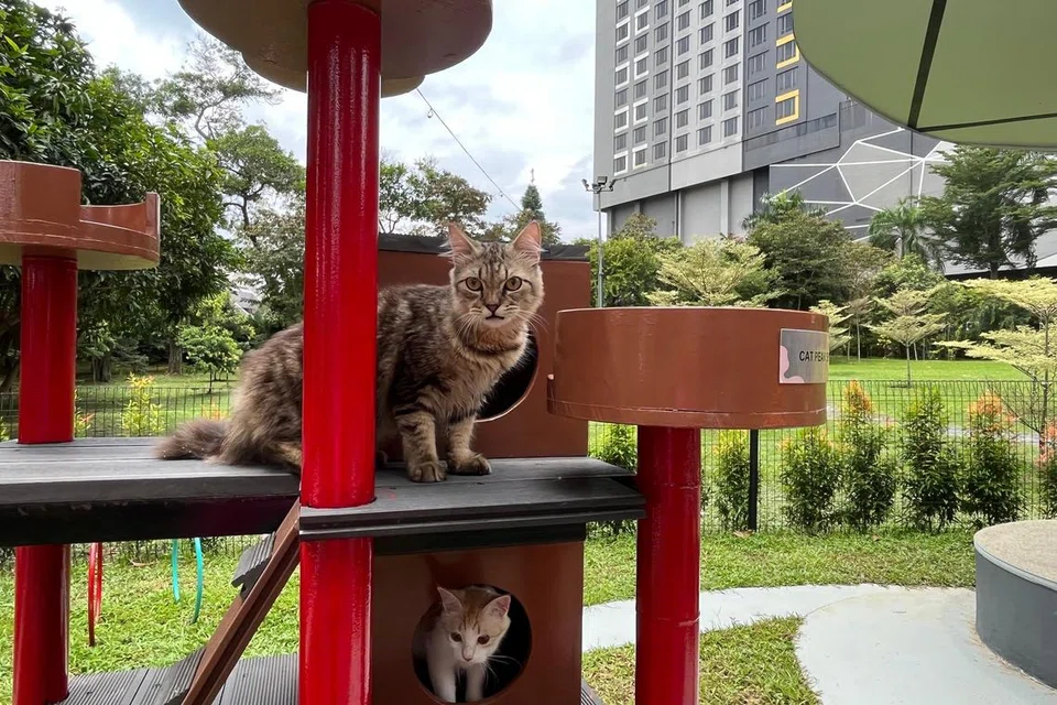 Cat Peak Set antara  permainan terdapat di Catopia yang digemari kucing.