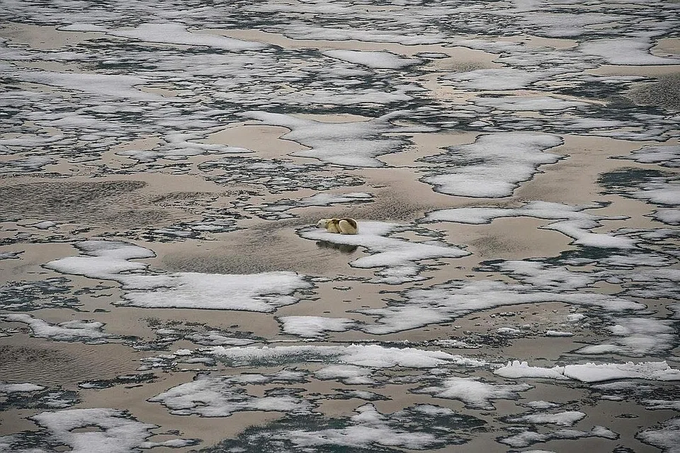 TEMPAT TINGGAL TERANCAM: Seekor beruang kutub kelihatan berehat di atas sekeping ais di nusantara Franz Josef Land di Lautan Arktik. Beruang kutub berdepan ancaman kepupusan kerana ais yang semakin cair dan paras air laut yang semakin meningkat. - Foto AFP