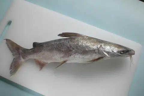 Ikan duri. 