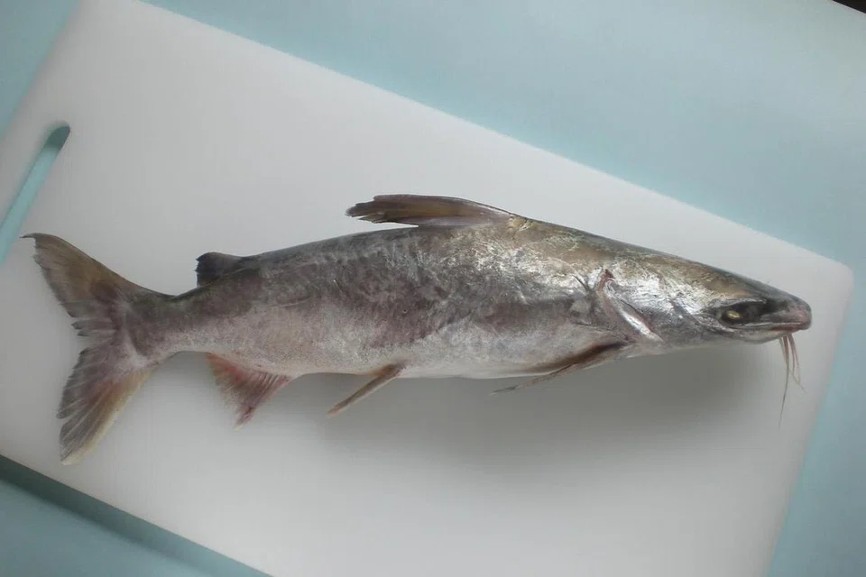 Ikan duri. 