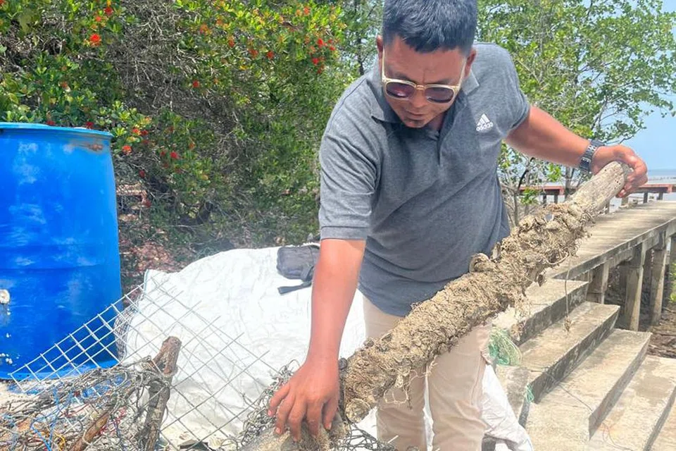 Pengusaha kupang di Kampung Telok Sinting, Pasir Panjang, Port Dickson, Negeri Sembilan, Encik Othman Sulaiman, 41 tahun, menunjukkan pancang kupang, salah satu teknik penternakan kupang yang popular di situ. 
