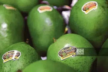 MANGGA HARUMANIS PERLIS: Cuaca tidak menentu mungkin menyebabkan bekalan berkurangan. - Foto BHM