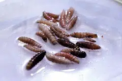 screwworm, cacing skru