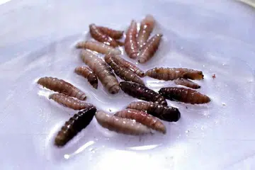 screwworm, cacing skru