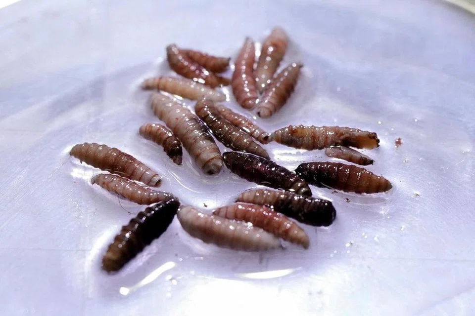 screwworm, cacing skru