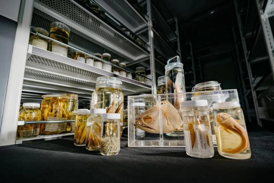 Muzium Sejarah Alam Semula Jadi Lee Kong Chian menempatkan lebih sejuta spesimen zoologi.