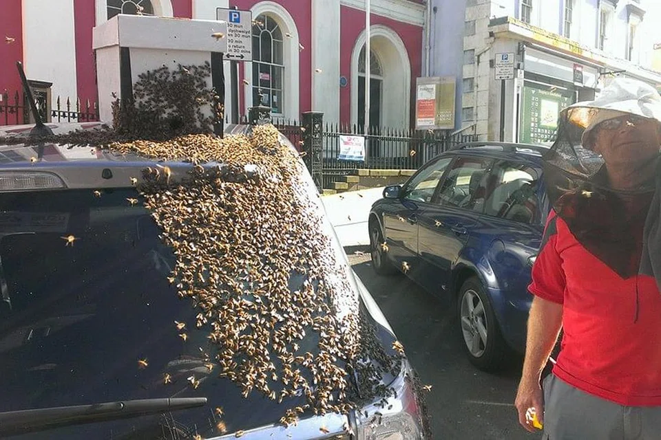 Seorang pemelihara lebah cuba menghalau seranga itu daripada kereta Cik Howarth. 