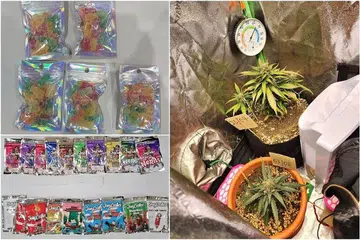 Bungkusan gula-gula yang disyaki mengandungi ganja dan tumbuhan pasu dipercayai ganja dirampas dalam operasi CNB. - Foto CNB