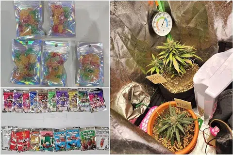 Bungkusan gula-gula yang disyaki mengandungi ganja dan tumbuhan pasu dipercayai ganja dirampas dalam operasi CNB. - Foto CNB