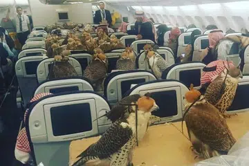 ADA TEMPAT DUDUK: Sekawan helang yang ditutup mata diletakkan dalam kapal terbang, setiap daripadanya diikat dengan selamat di kerusi. - Foto REDDIT