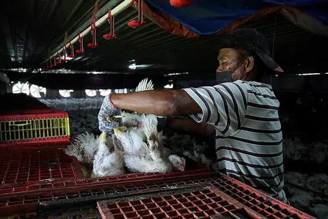 SIAP DIEKSPORT: Penternak ayam di Malaysia berharap dapat mengeksport semula ayam ke luar negara menyusuli bekalan yang meningkat di negara itu. - Foto REUTERS