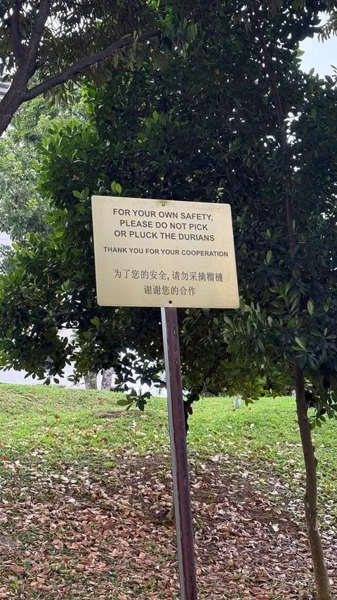 Papan tanda sekitar cerun itu memberi amaran agar tidak memetik buah durian demi keselamatan diri.