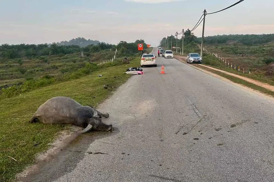 Muhammad Firdaus Mohamad disahkan meninggal dunia di tempat kejadian setelah motosikal yang ditunggangnya melanggar kerbau di Jalan Sungai Panching Timur pada 7 Mei.