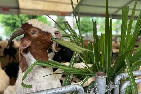 Setiap kambing yang dijual di Osman Goat Farm telah menjalani pemeriksaan kesihatan agar hanya yang terbaik diberikan kepada pembeli.