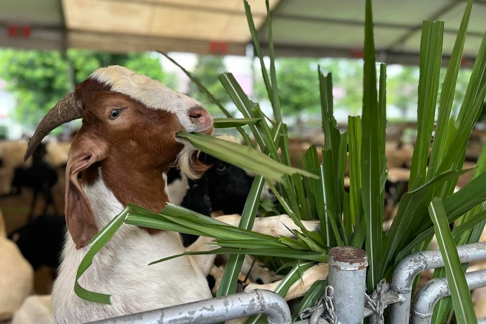 Setiap kambing yang dijual di Osman Goat Farm telah menjalani pemeriksaan kesihatan agar hanya yang terbaik diberikan kepada pembeli.