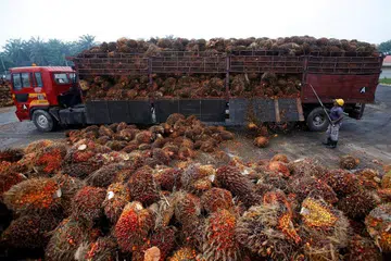 NIAGA TERJEJAS: Pekerja ini sedang memunggahkan biji kelapa sawit dari sebuah lori di sebuah kilang di Salak Tinggi, di pinggir Kuala Lumpur. Tengkarah India dengan Malaysia dijangka menjejas industri itu. - Foto REUTERS