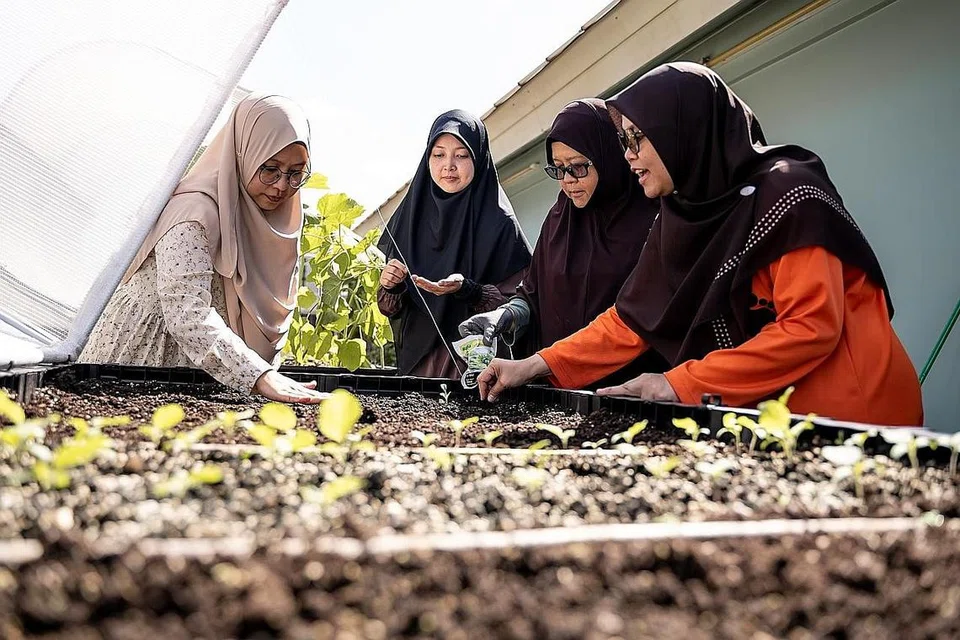TERAP BUDAYA MESRA ALAM: Antara sayur-sayuran yang ditanam di ruang di bumbung bangunan Paradise@Pergas di Changi itu termasuk kangkung, bok choy dan edamame. 