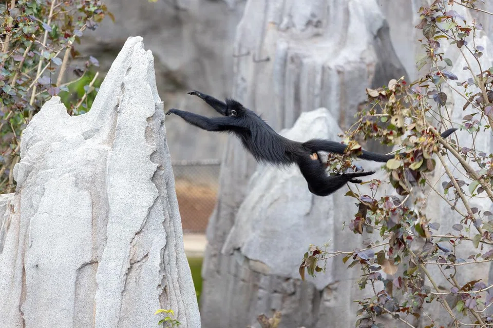 Kera Francois’ langur yang berwarna hitam melompat dari pokok di Rainforest Wild Asia.