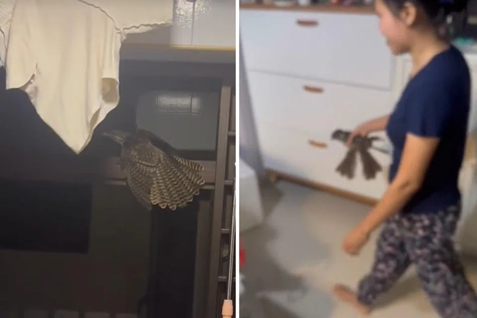 Sebuah keluarga menjadi huru-hara apabila burung ini memasuki flat mereka di Sengkang dan hanya tenang semula apabila pembantu rumah mereka menangkap dan melepaskannya melalui tingkap.