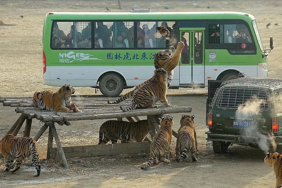 JADI TUMPUAN PELAWAT: Taman Harimau Siberia mempunyai lebih daripada 1,300 harimau yang tersebar di tiga tempat. Pada masa ini, bayaran pelawat menjadi sumber utama pendapatan taman tersebut, bersama subsidi pemerintah. Menjual wain tulang harimau pula cara menampung perbelanjaan harian taman itu. - Foto REUTERS