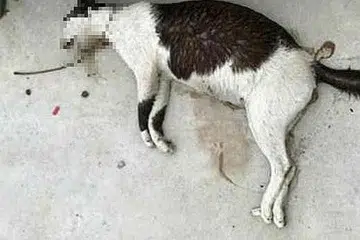 LEHER DIKELAR: Seekor kucing dengan kerongkong dikelar ditemui sebelah pembahagi jalan dekat stesen MRT Yishun. - Foto FACEBOOK