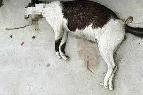 LEHER DIKELAR: Seekor kucing dengan kerongkong dikelar ditemui sebelah pembahagi jalan dekat stesen MRT Yishun. - Foto FACEBOOK