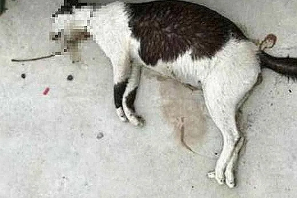LEHER DIKELAR: Seekor kucing dengan kerongkong dikelar ditemui sebelah pembahagi jalan dekat stesen MRT Yishun. - Foto FACEBOOK
