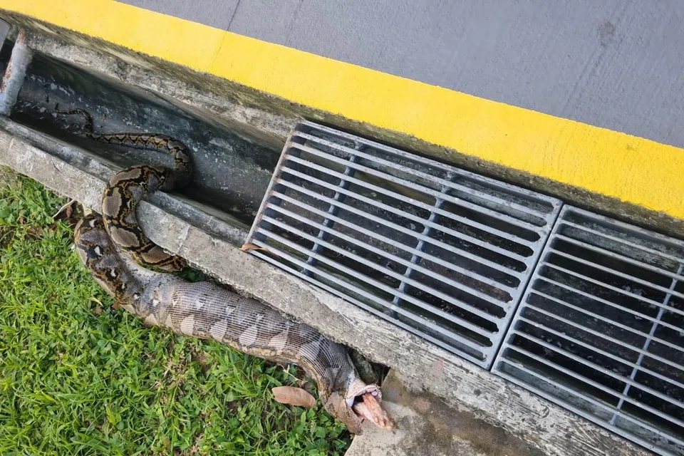 Ular sawa sepanjang dua meter ini dilihat dekat dengan longkang di Eunos Crescent. Ia telah menelan seekor kucing yang ia kemudian muntahkan.