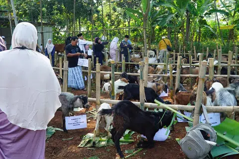 Kambing-kambing dikumpulkan untuk ibadah korban di Madura, Indonesia pada 2019.