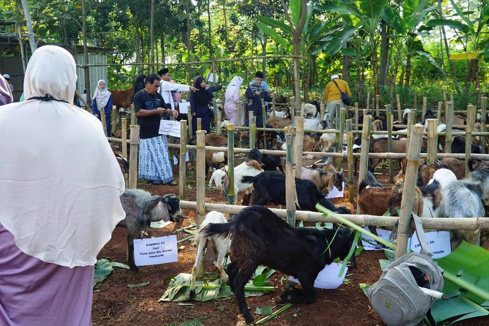 Kambing-kambing dikumpulkan untuk ibadah korban di Madura, Indonesia pada 2019.