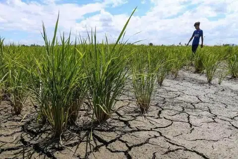 Kawasan tanaman sawah padi antara yang dijangka terjejas dan kering-kontang akibat cuaca panas dan kering melampau dalam tempoh panjang.