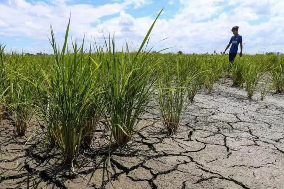 Kawasan tanaman sawah padi antara yang dijangka terjejas dan kering-kontang akibat cuaca panas dan kering melampau dalam tempoh panjang.