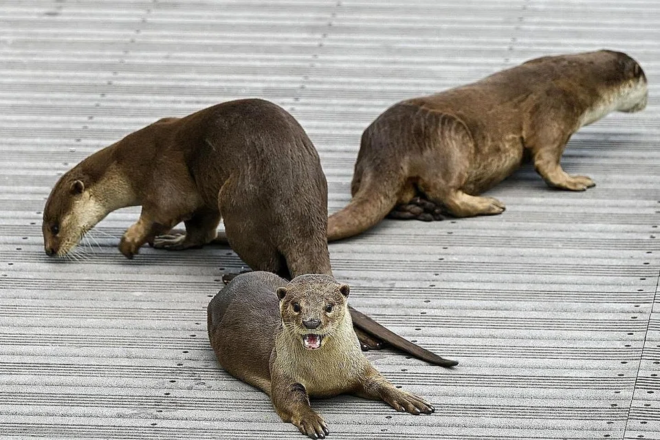 MEMERANG MEMIKAT: Memerang di jeti terapung di Marina Bay pada 21 Disember tahun lalu. Semakin banyak haiwan ini boleh ditemui di beberapa tempat di Singapura. - Foto AFP
