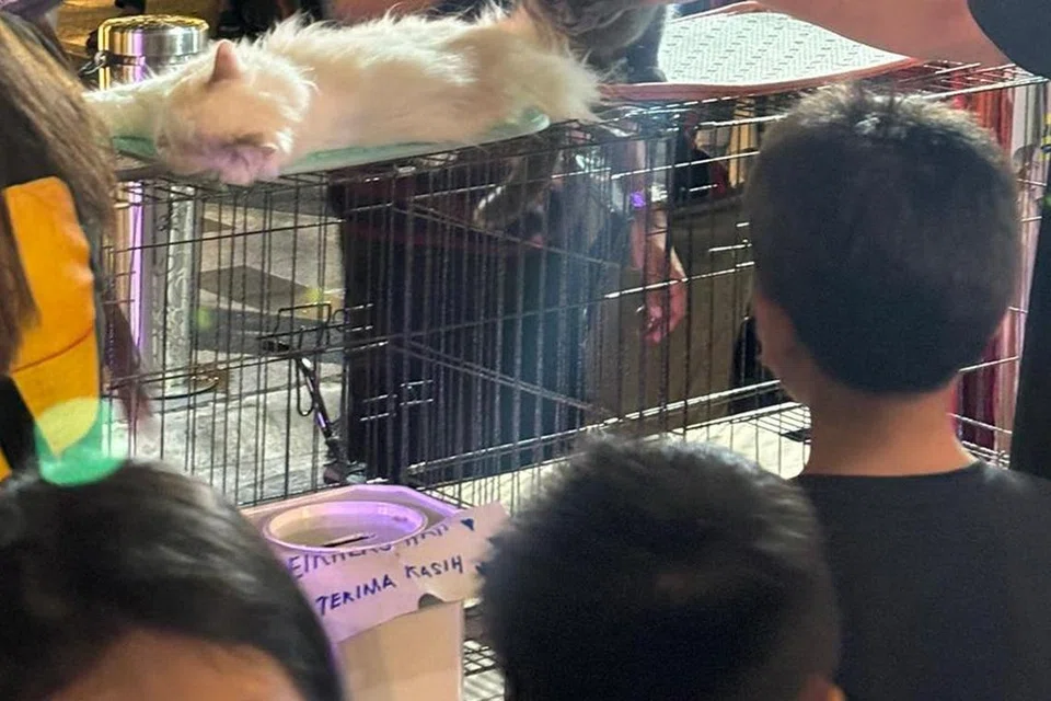 Penjaga kucing sediakan kotak ‘derma’ untuk mereka yang ingin membelai kucing-kucing itu.