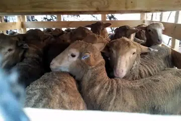 Foto menunjukkan salah satu jenis kambing dari Australia. Dalam satu kenyataan, SalamSG melaporkan bahawa 2,707 kambing, 1,547 kambing biri-biri, dan 69 lembu (bersamaan dengan 484 bahagian lembu) yang ditempah melalui 52 masjid setempat di bawah usaha SalamSG Korban (SSGK) berjaya disembelih di Australia pada 18 Jun.