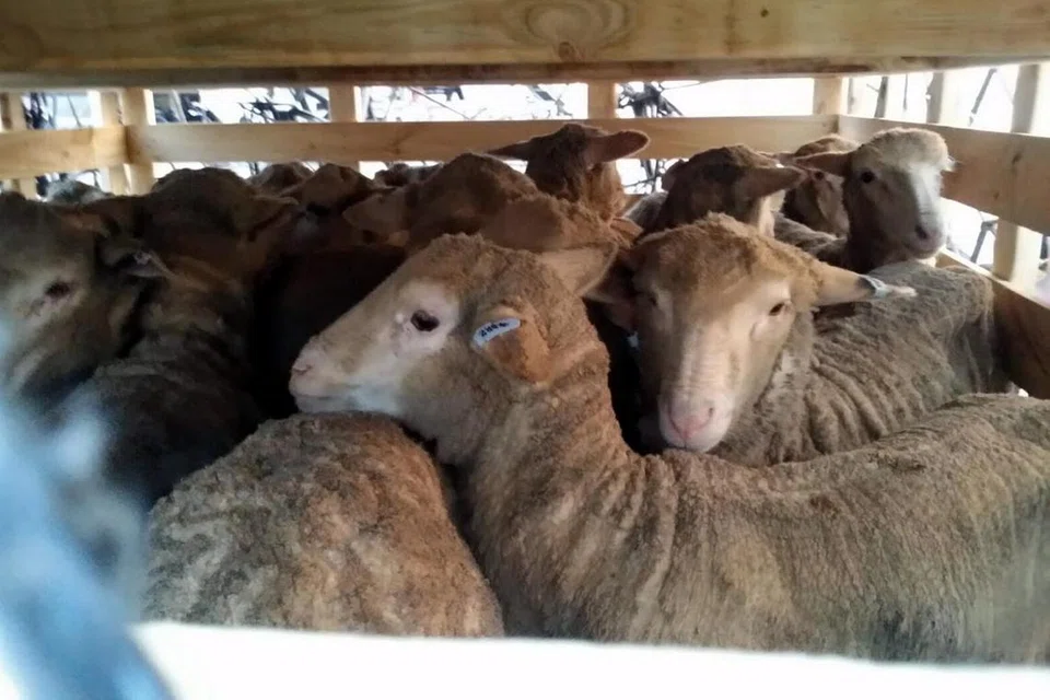 Foto menunjukkan salah satu jenis kambing dari Australia. Dalam satu kenyataan, SalamSG melaporkan bahawa 2,707 kambing, 1,547 kambing biri-biri, dan 69 lembu (bersamaan dengan 484 bahagian lembu) yang ditempah melalui 52 masjid setempat di bawah usaha SalamSG Korban (SSGK) berjaya disembelih di Australia pada 18 Jun.