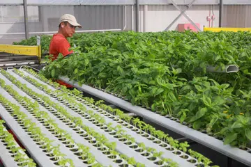 LADANG TEMPATAN: Pada 2022, ladang sayur tempatan menyumbang sebanyak 3.9 peratus kepada permintaan makanan Singapura.