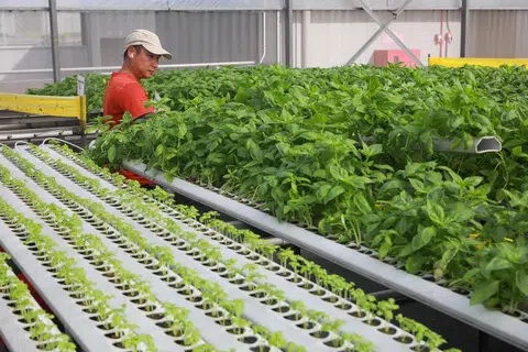 LADANG TEMPATAN: Pada 2022, ladang sayur tempatan menyumbang sebanyak 3.9 peratus kepada permintaan makanan Singapura.