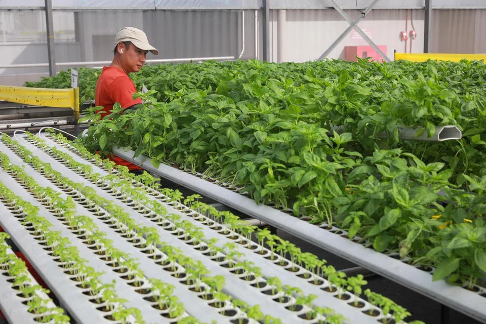 LADANG TEMPATAN: Pada 2022, ladang sayur tempatan menyumbang sebanyak 3.9 peratus kepada permintaan makanan Singapura.