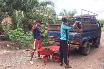 PATUH PIAWAIAN: Pekebun kecil kelapa sawit di Kalimantan Tengah bertujuan memastikan minyak sawit dihasilkan dengan cara mesra alam dan bertanggungjawab dari segi sosial, sambil mengekalkan pertumbuhan ekonomi dan daya saing.